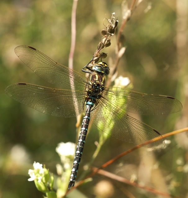 Aeshna juncea, аталық. Хемниц, Германия.