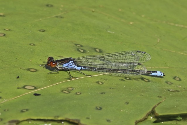 Erythromma viridulum, аталық. Оксфордшир, Ұлыбритания.