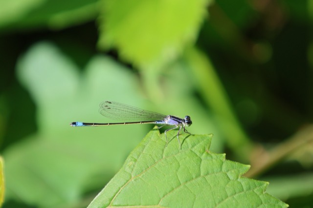 Ischnura elegans. Ташкент ботаникалық бағы, Өзбекстан.