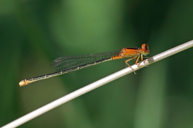 Ischnura intermedia, жас аналық. Кипр.