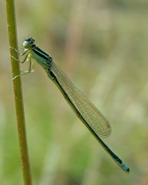 Ischnura pumilio, аталық.