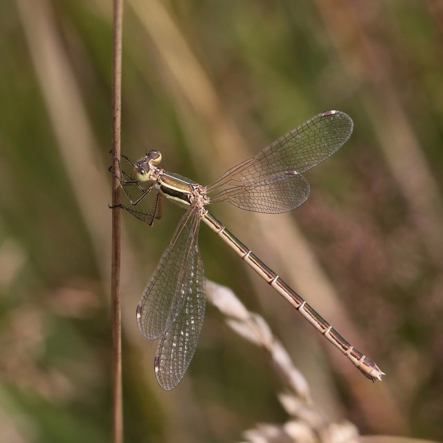 Lestes barbarus, аналық. Диксмёйде, Бельгия.