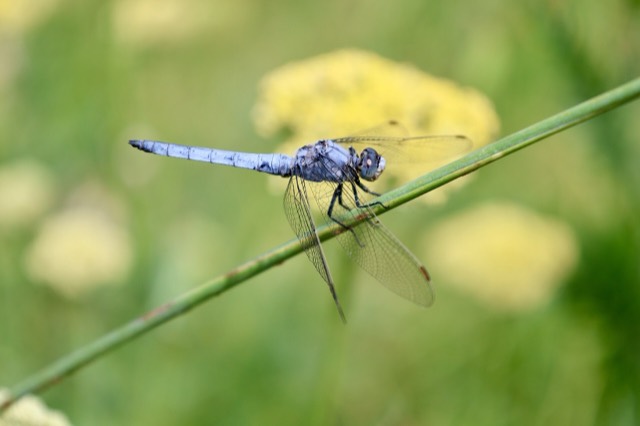 Orthetrum туысының аталығы. Угам-Чаткал ұлттық паркі, Өзбекстан.