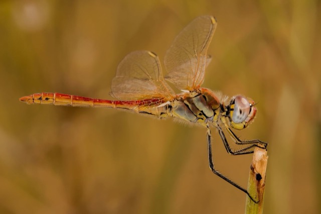Sympetrum sp.