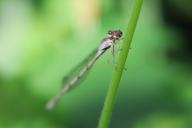 Тең қанатты инелік (Zygoptera). Ташкент ботаникалық бағы, Өзбекстан.
